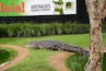Un cocodrilo en un recinto cubierto de hierba, con un cartel de fondo que anuncia 'Caimán más gruñón de Australia' y 'Parque Reptiliano Australiano'.