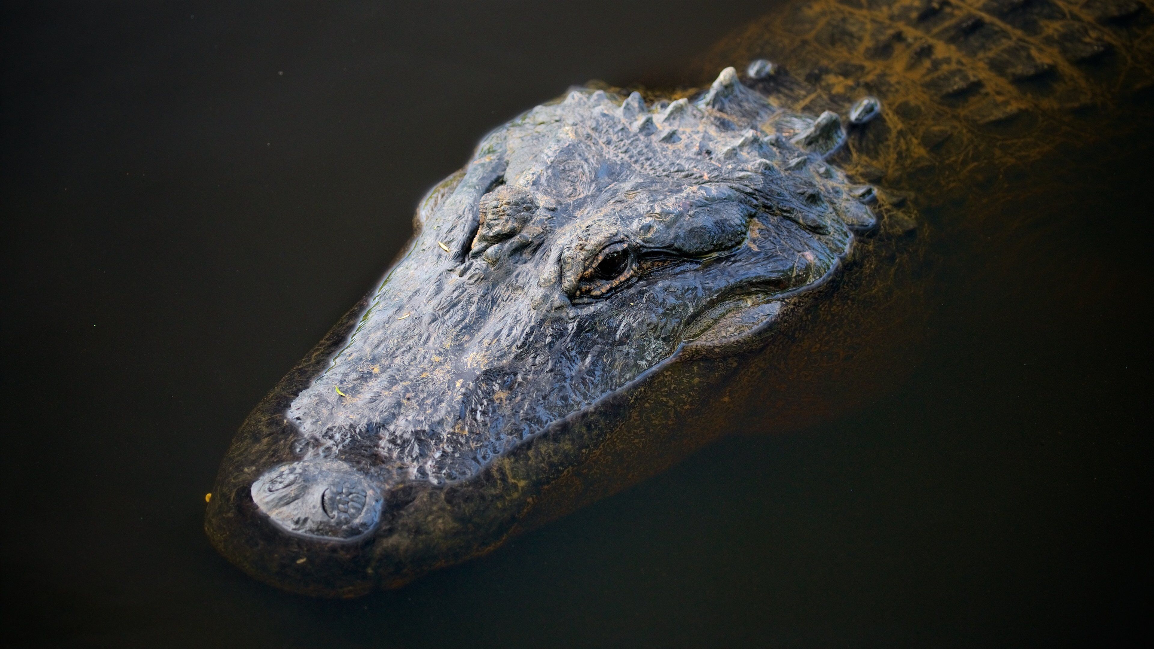 Somersby showing dangerous animals, marine life and zoo animals
