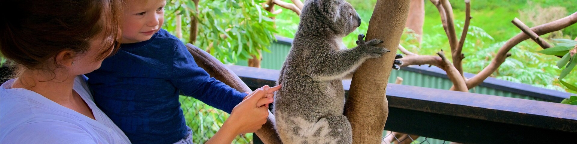 Una persona interactuando con un lémur en un árbol dentro de un recinto zoológico.