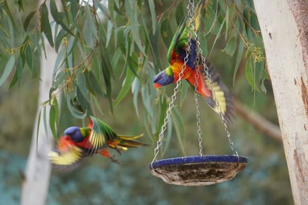 Great time at the The Australian Reptile Park in NewCastle AU...