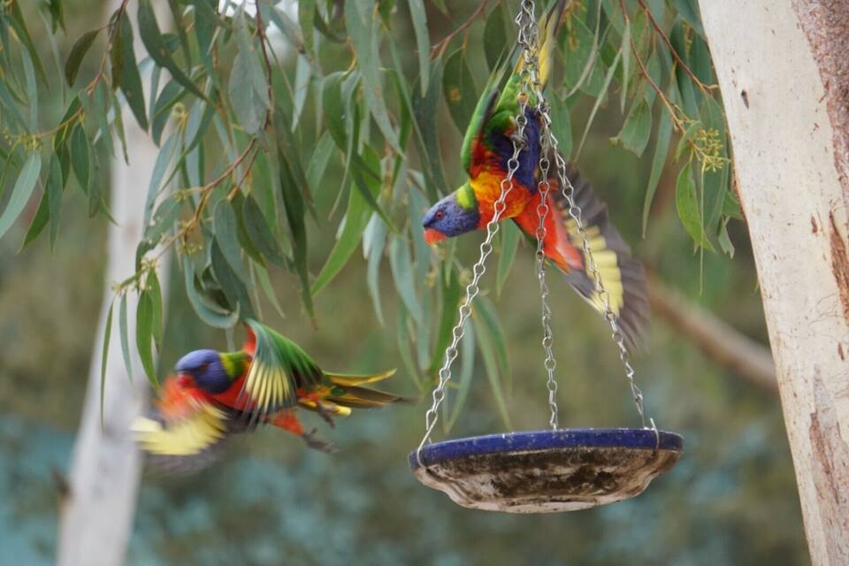 Two colorful birds perched on a hanging feeder amidst green foliage.