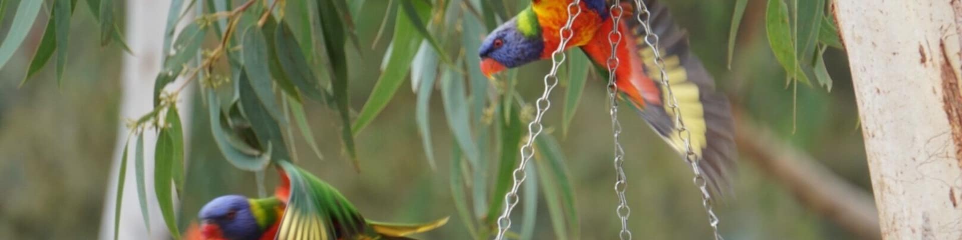 Great time at the The Australian Reptile Park in NewCastle AU...