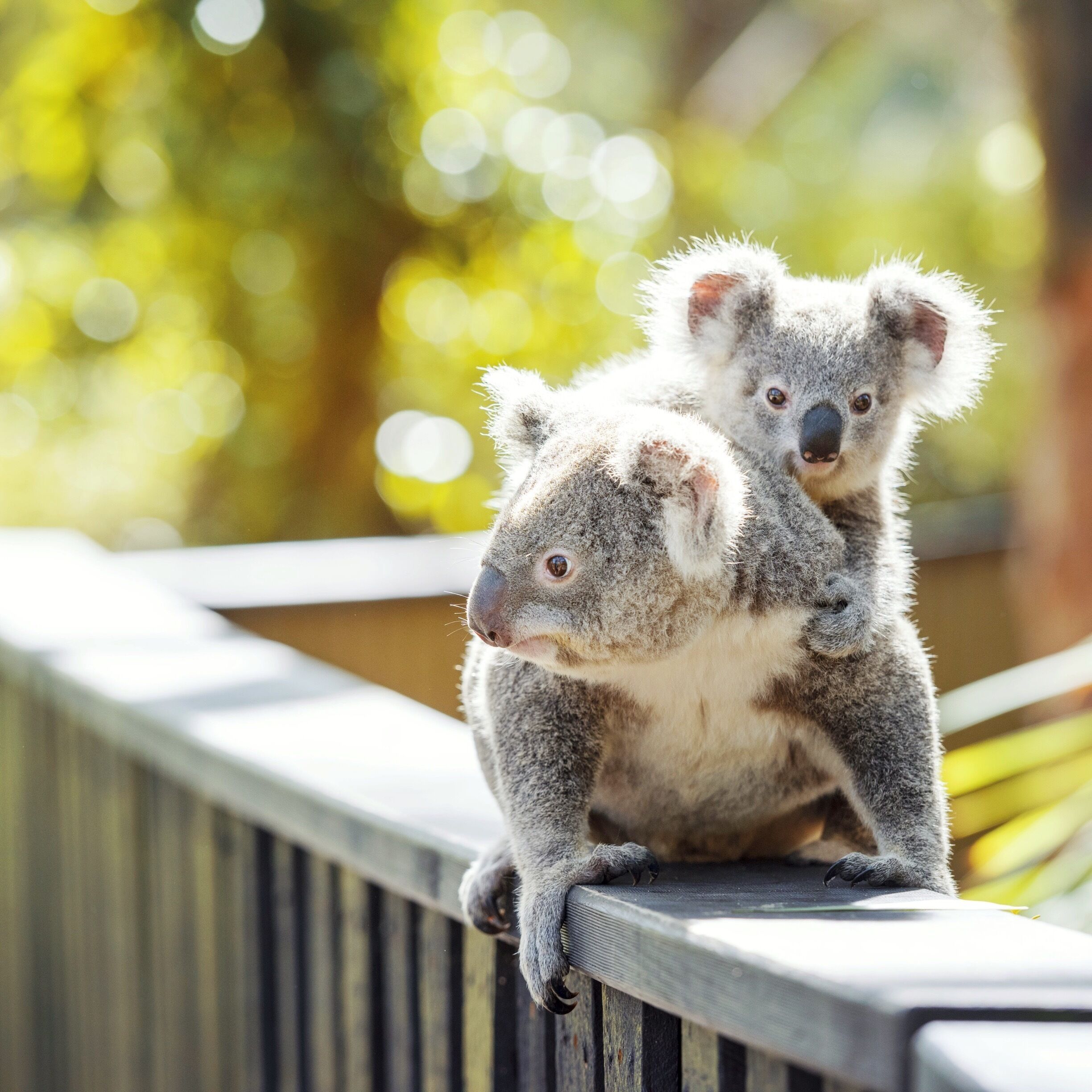 The Australian Reptile Park is a really fun day out on the central coast! Not only are there loads of animals to visit but the park is heavily involved with conservation with GM Tim Faulkner recently becoming the Australian Geographic Society's conservationist of the year! My top recommendations are the Reptile Show with Ranger Mick if he's working and you have to visit the Tassie Devils and Koalas!