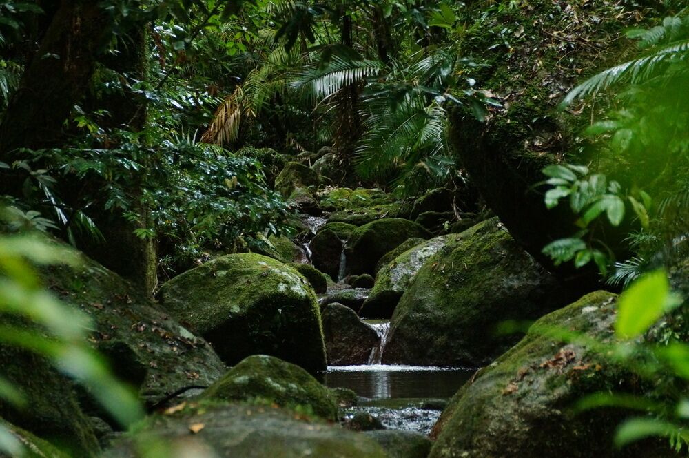 What better way to spend a rainy day than walking through the rainforest!

Mossman Gorge is part of the Daintree Rainforest and Wet Tropics World Heritage Area and about a 15-minute drive from Port Douglas. It's one of the best places to explore the rainforest in Far North Queensland.

Shuttle buses run to and from the visitors centre to the start of the circuit walks. Part of the walk is very flat and wheelchair accessible, but the 2km circular walk has a little bit of climbing. 

We walked all of the paths and had a great time taking a ridiculous number of photos. It was beautiful in the wet, and the canopy kept us sheltered from the rain.

You can swim in parts of the rivers so don't forget your swimmers!
#nationalpark
Read more here: http://pegsontheline.com/mossman-gorge/