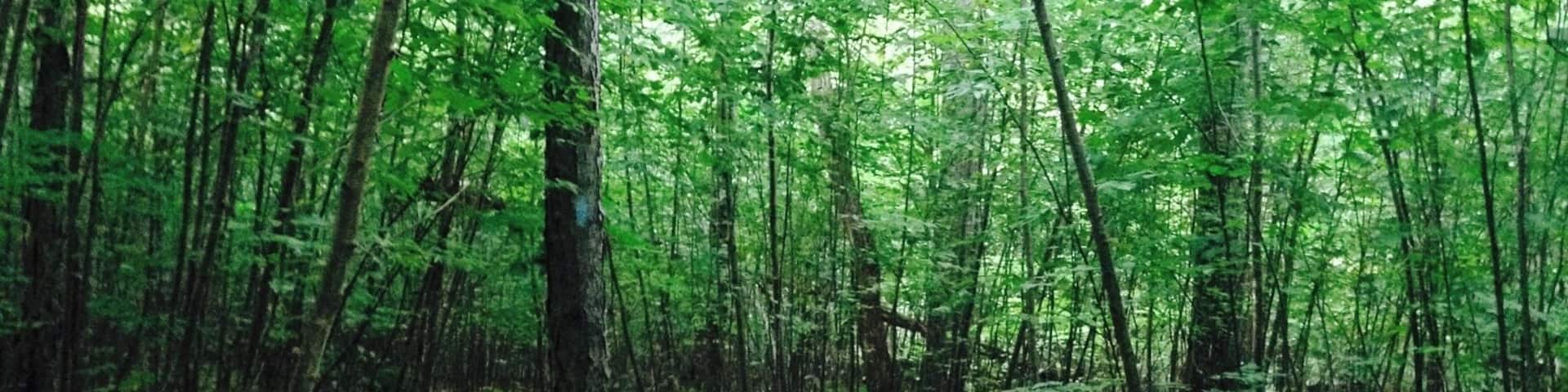 Sunset Rocks - I love this hike because of the way the trees encase the trail.