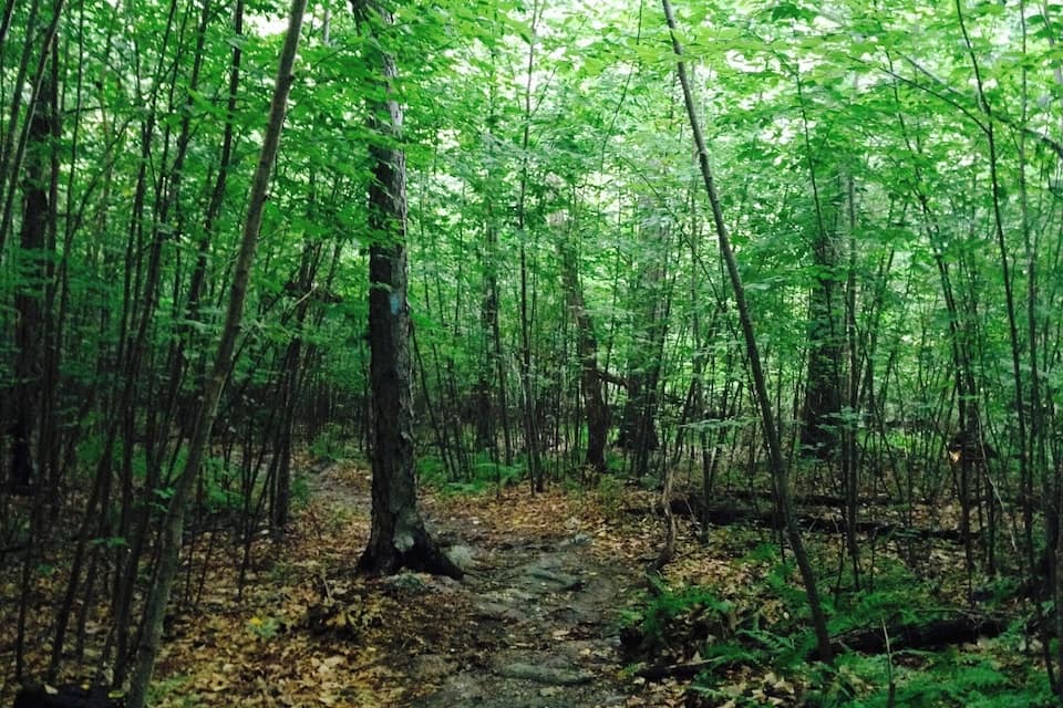 A forest trail with dense green foliage and trees.