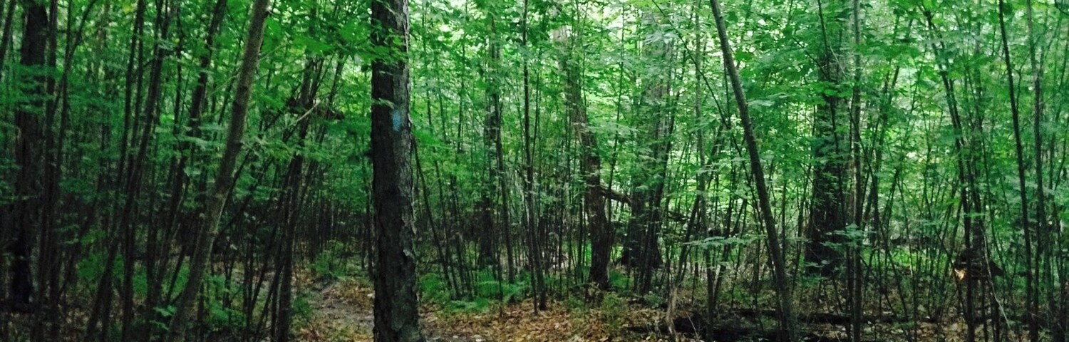 Sunset Rocks - I love this hike because of the way the trees encase the trail.