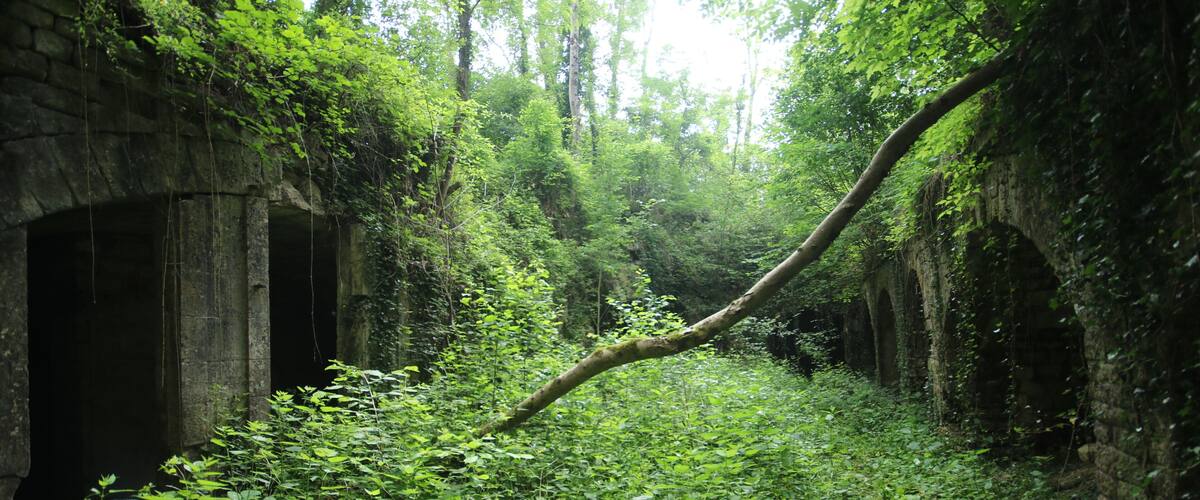 A stone bridge in a lush green forest.