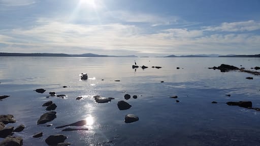 #Blue Heron soaking up the Cedar sunshine. Traipse down to the boat launch during low tide, and find yourself some oysters!