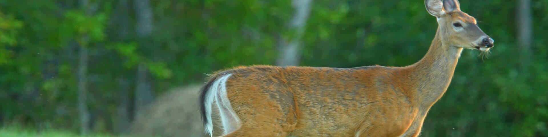 Female deer herd in wilderness nature at Manitoulin Island, Ontario, Canada. Wildlife and fauna. Deer is feeding and playing in the meadow near forest. White-tail Female or doe.