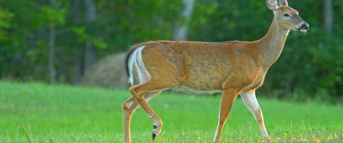 A deer walking in a grassy field with trees in the background.