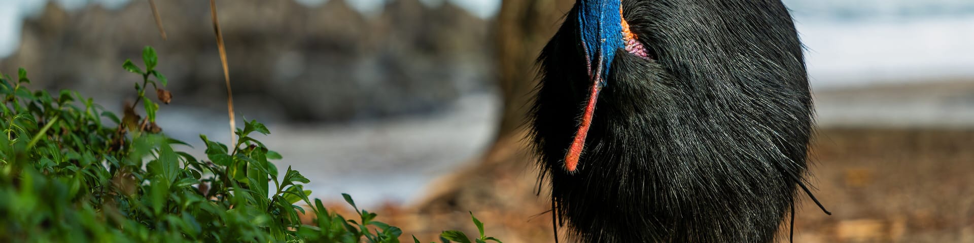 Southern Cassowary in the wild