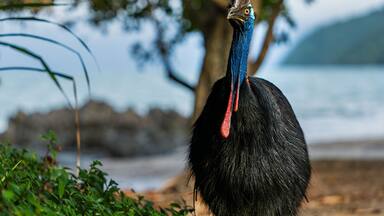 A large bird with a long neck and black feathers standing near a body of water.
