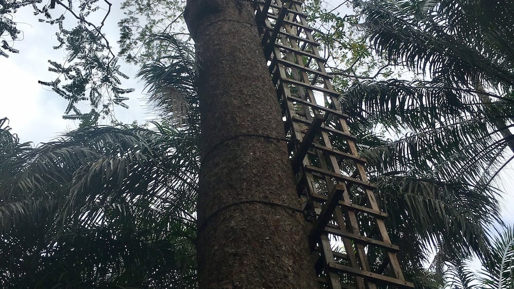 The views from the top of this tree house are pretty amazing