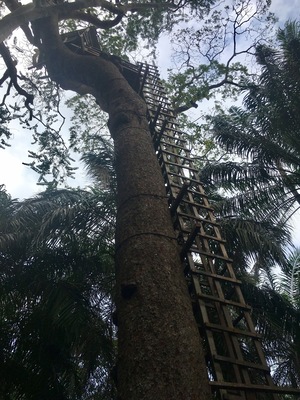 The views from the top of this tree house are pretty amazing