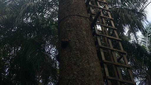 The views from the top of this tree house are pretty amazing