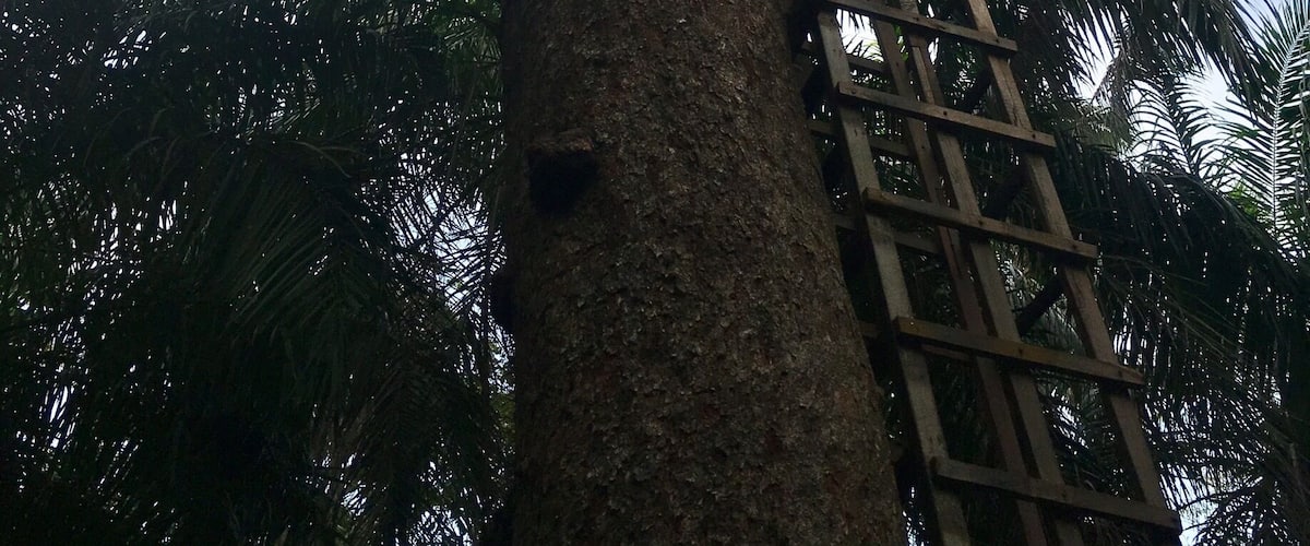 The views from the top of this tree house are pretty amazing