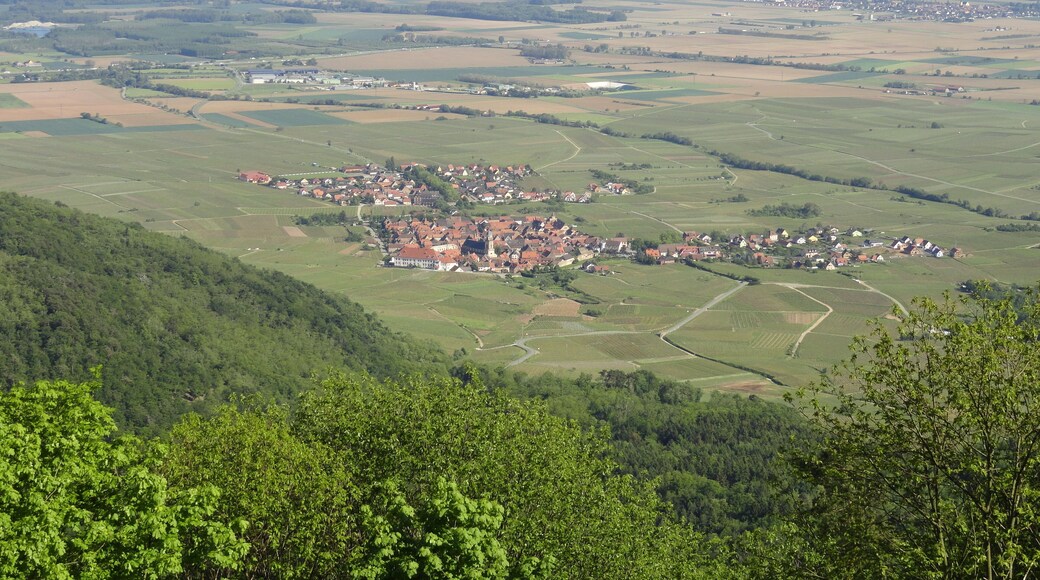 Haute Koenigsburg Panorama