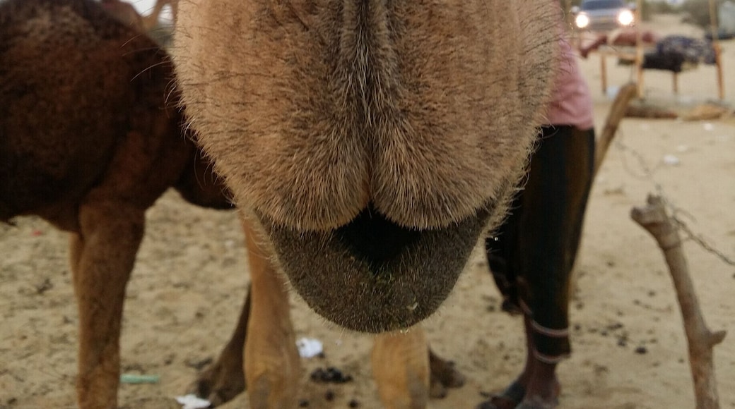 Saudi Arabia
#TakeAHike