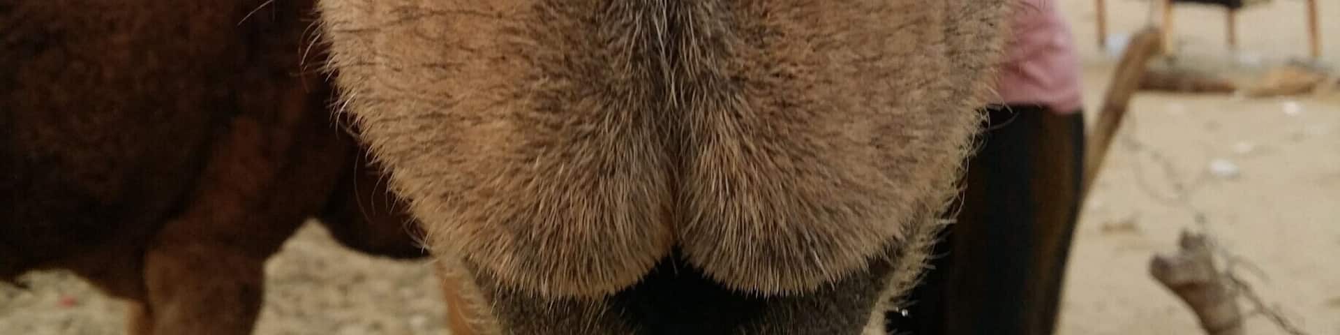 Saudi Arabia
#TakeAHike