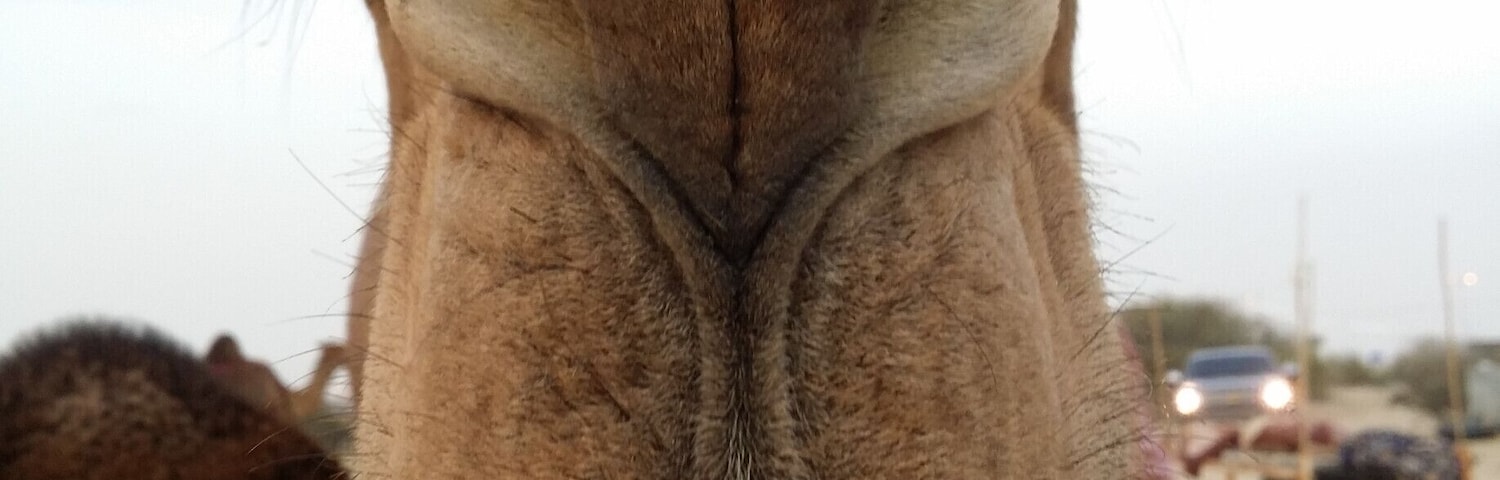 Saudi Arabia
#TakeAHike