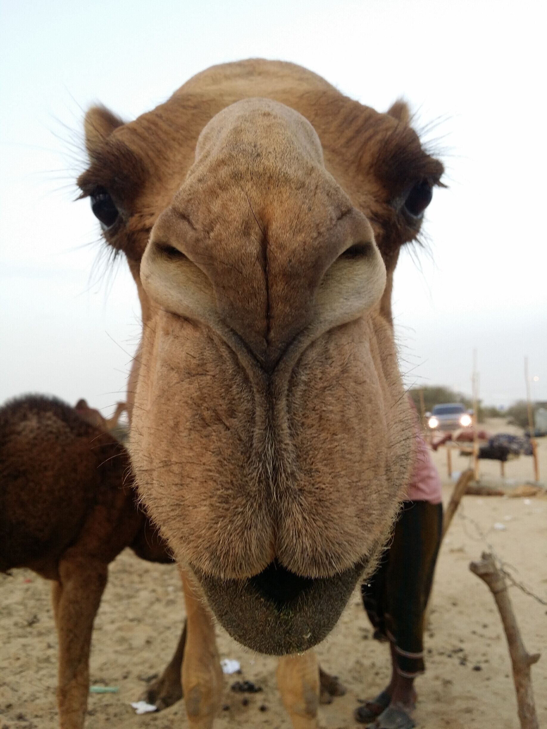 A close-up of a camel's face with a blurred background.