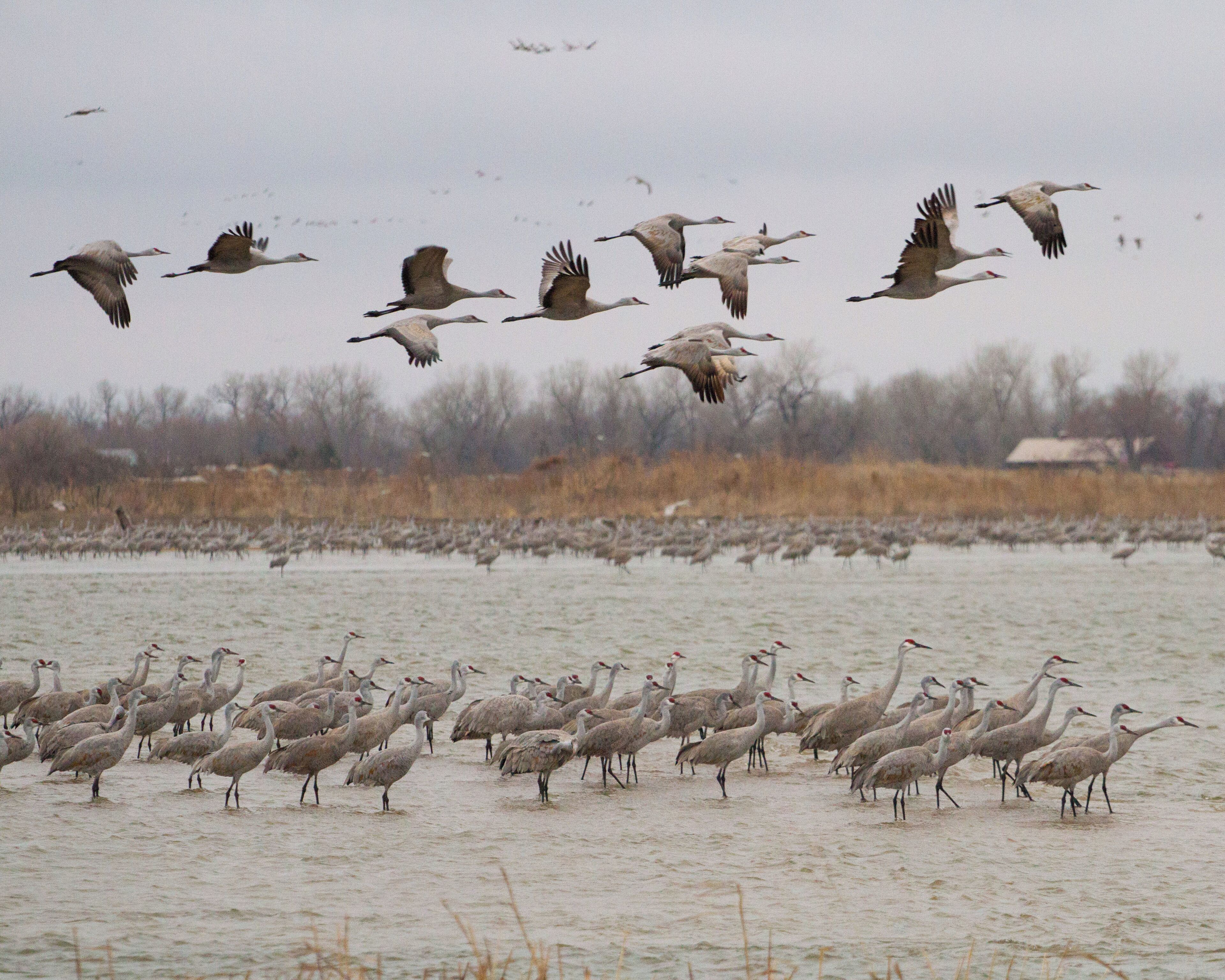 Sandhill Crane Migration @ Rowe Sanctuary.  An amazing experience for the eyes and ears...they are super loud!  Every March/April hundreds of thousands of cranes congregate in a small area of the Platte River near Kearney Nebraska. Iain Nicolson Audubon Center provides impressive opportunities to experience or photograph the birds.
rowe.audubon.org
.