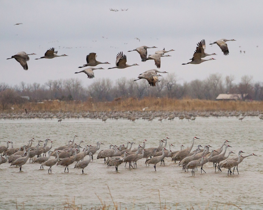 Sandhill Crane Migration @ Rowe Sanctuary. An amazing experience for the eyes and ears...they are super loud! Every March/April hundreds of thousands of cranes congregate in a small area of the Platte River near Kearney Nebraska. Iain Nicolson Audubon Center provides impressive opportunities to experience or photograph the birds.
rowe.audubon.org
.