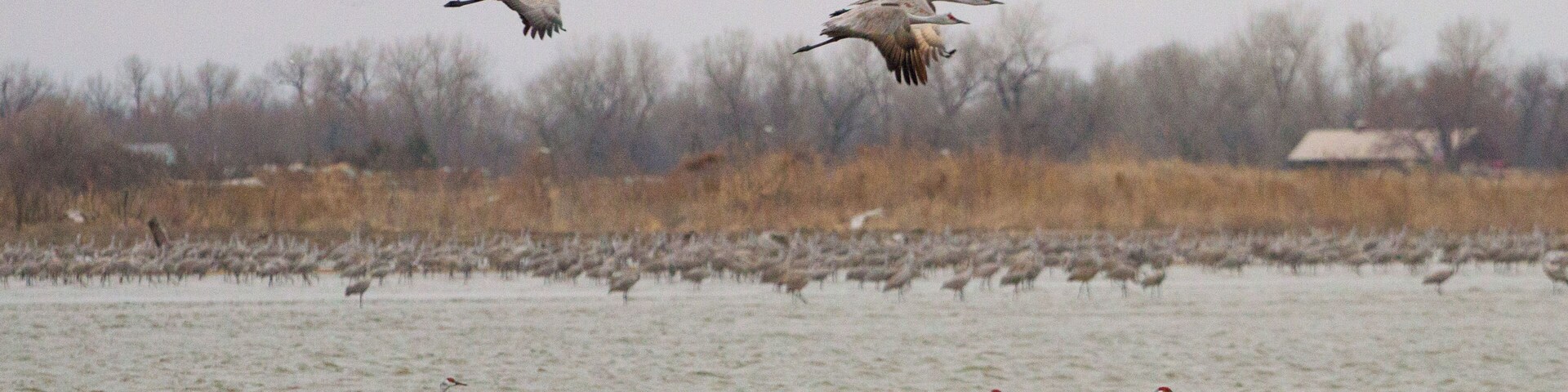 Sandhill Crane Migration @ Rowe Sanctuary. An amazing experience for the eyes and ears...they are super loud! Every March/April hundreds of thousands of cranes congregate in a small area of the Platte River near Kearney Nebraska. Iain Nicolson Audubon Center provides impressive opportunities to experience or photograph the birds.
rowe.audubon.org
.