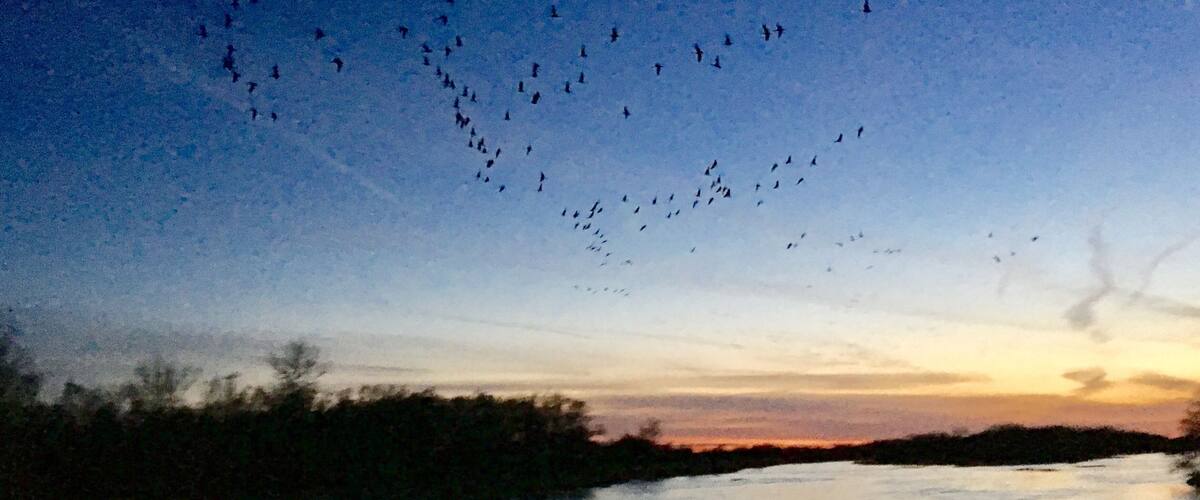 #trovember #sandhillcranes