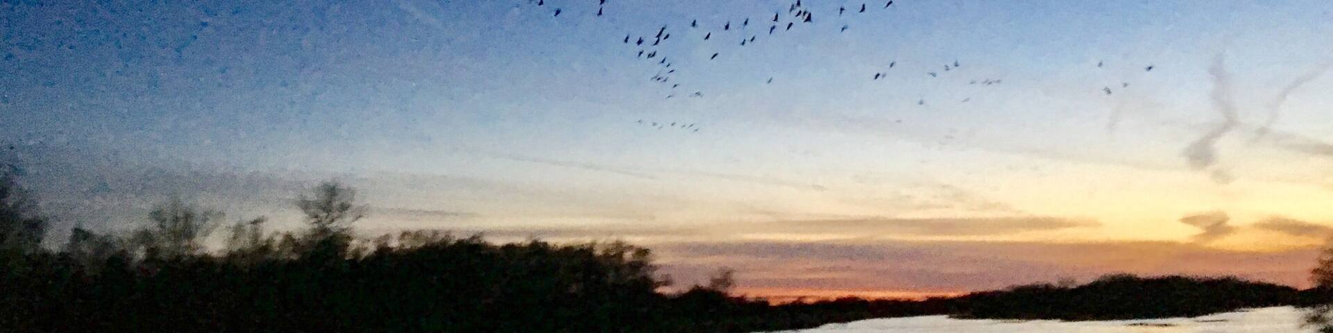 #trovember #sandhillcranes