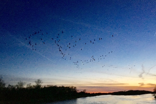 #trovember #sandhillcranes