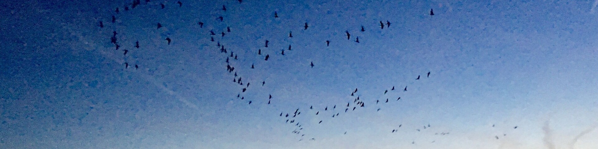 #trovember #sandhillcranes