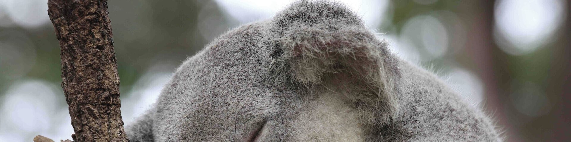 Koalas are cute in a zoo, but don’t touch in the wild. Their claws and teeth can do serious damage.
#LifeAtExpedia