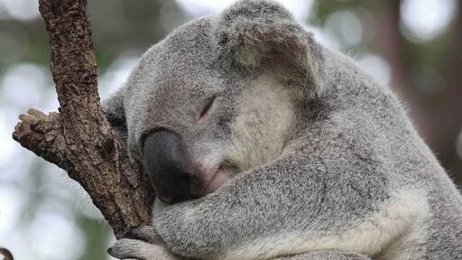 Koalas are cute in a zoo, but don’t touch in the wild. Their claws and teeth can do serious damage.
#LifeAtExpedia