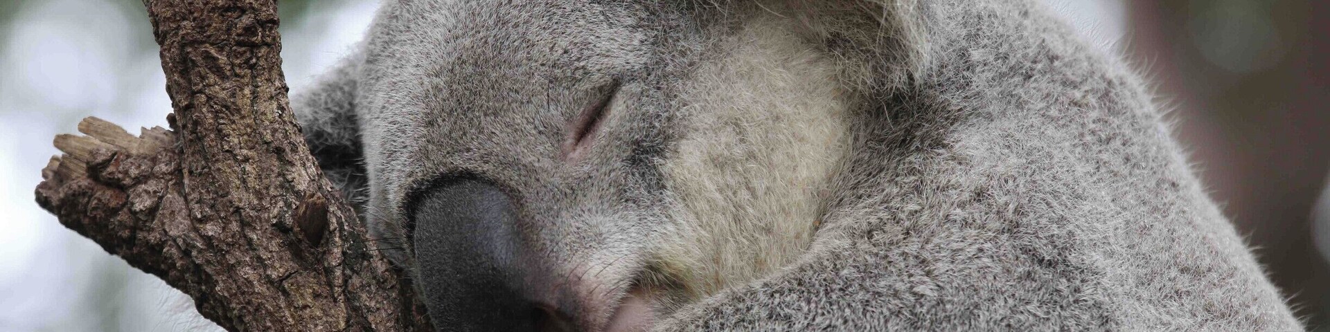 Koalas are cute in a zoo, but don’t touch in the wild.  Their claws and teeth can do serious damage.
#LifeAtExpedia