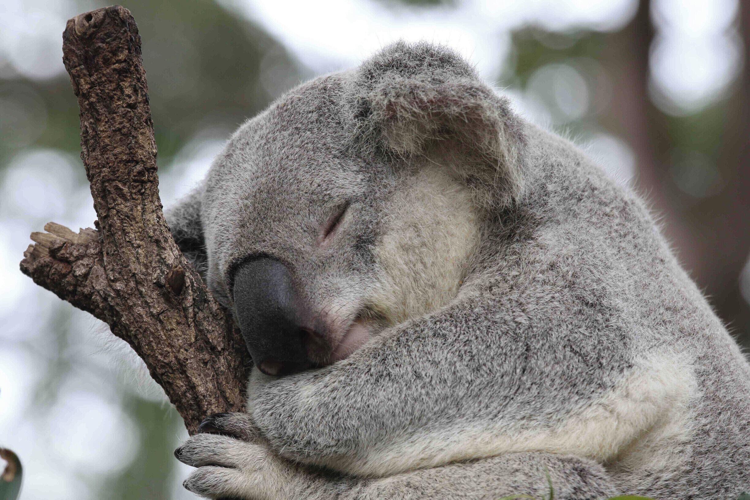 A koala resting on a tree branch.