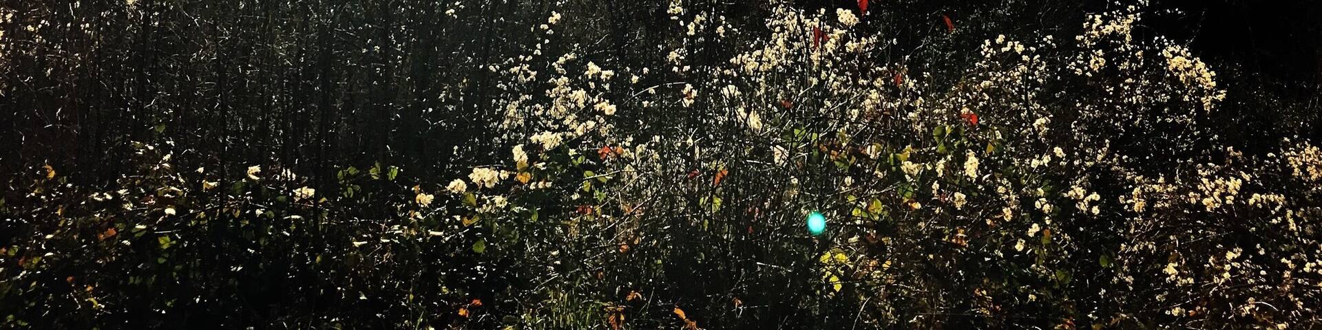 Lac de Vouglans-France-East of France-