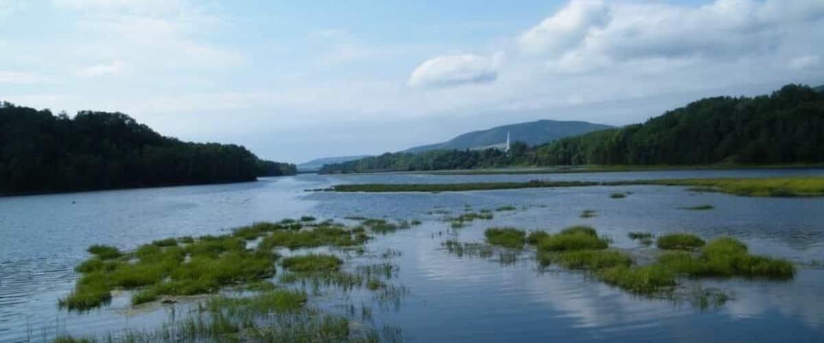 A calm river with patches of green vegetation and a forested hillside in the background.