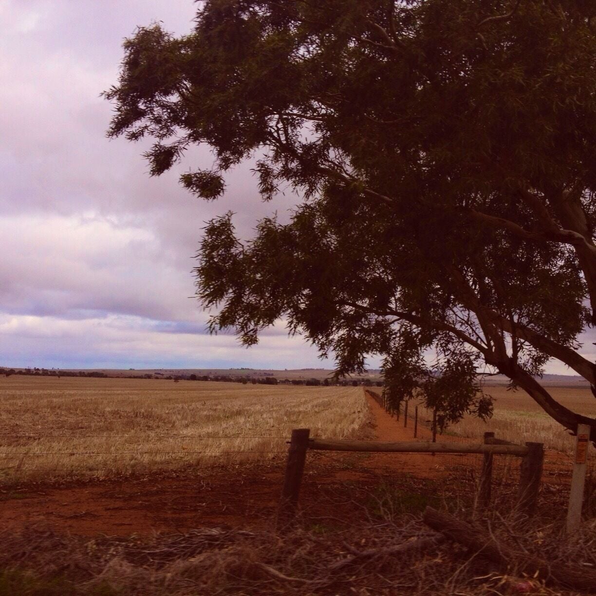 A rural landscape with a field, a tree, and a fence.