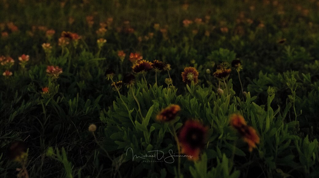 Just west of the nature trail on BlueWater Highway. Got to love Texas Wildflowers and the Milkyway.
