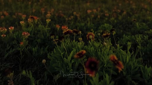 Just west of the nature trail on BlueWater Highway. Got to love Texas Wildflowers and the Milkyway.