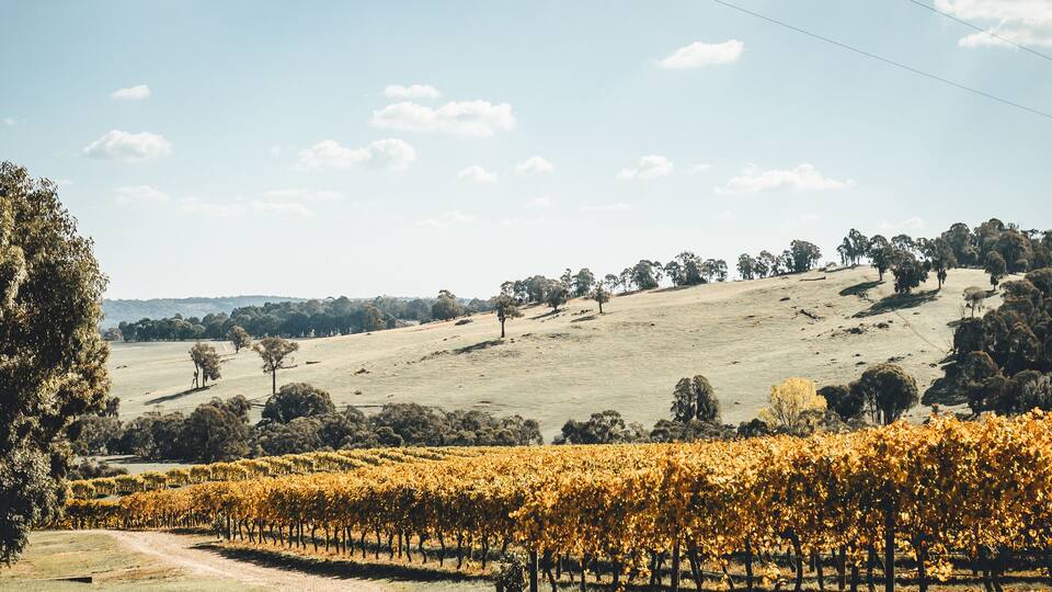 A vineyard with rows of grapevines under a clear sky.