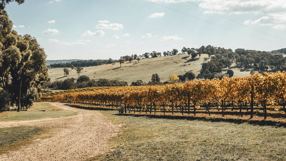 A vineyard with rows of grapevines, a dirt path, and a hilly landscape with trees in the background.