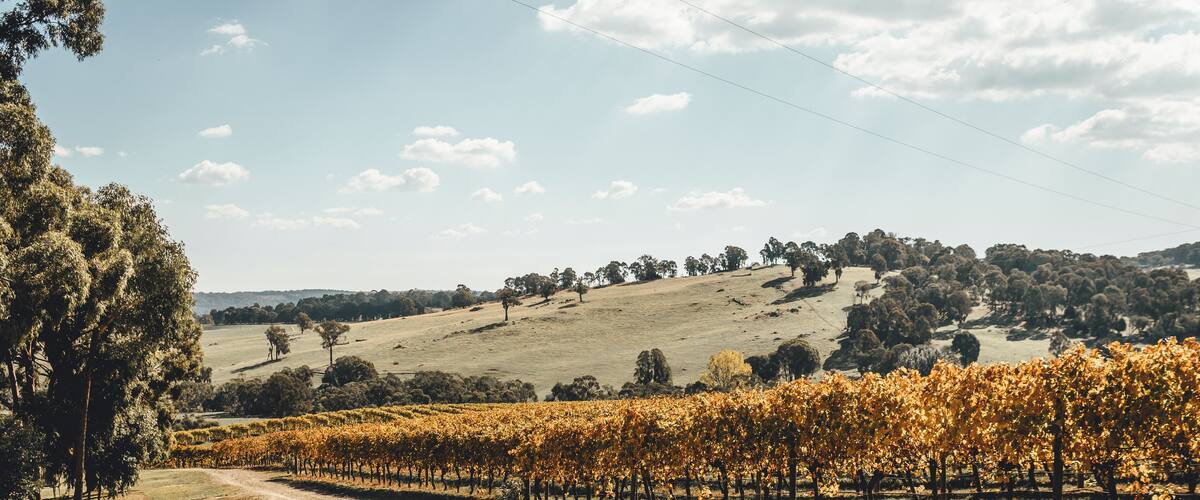 A vineyard with rows of grapevines, a dirt path, and a hilly landscape with trees in the background.