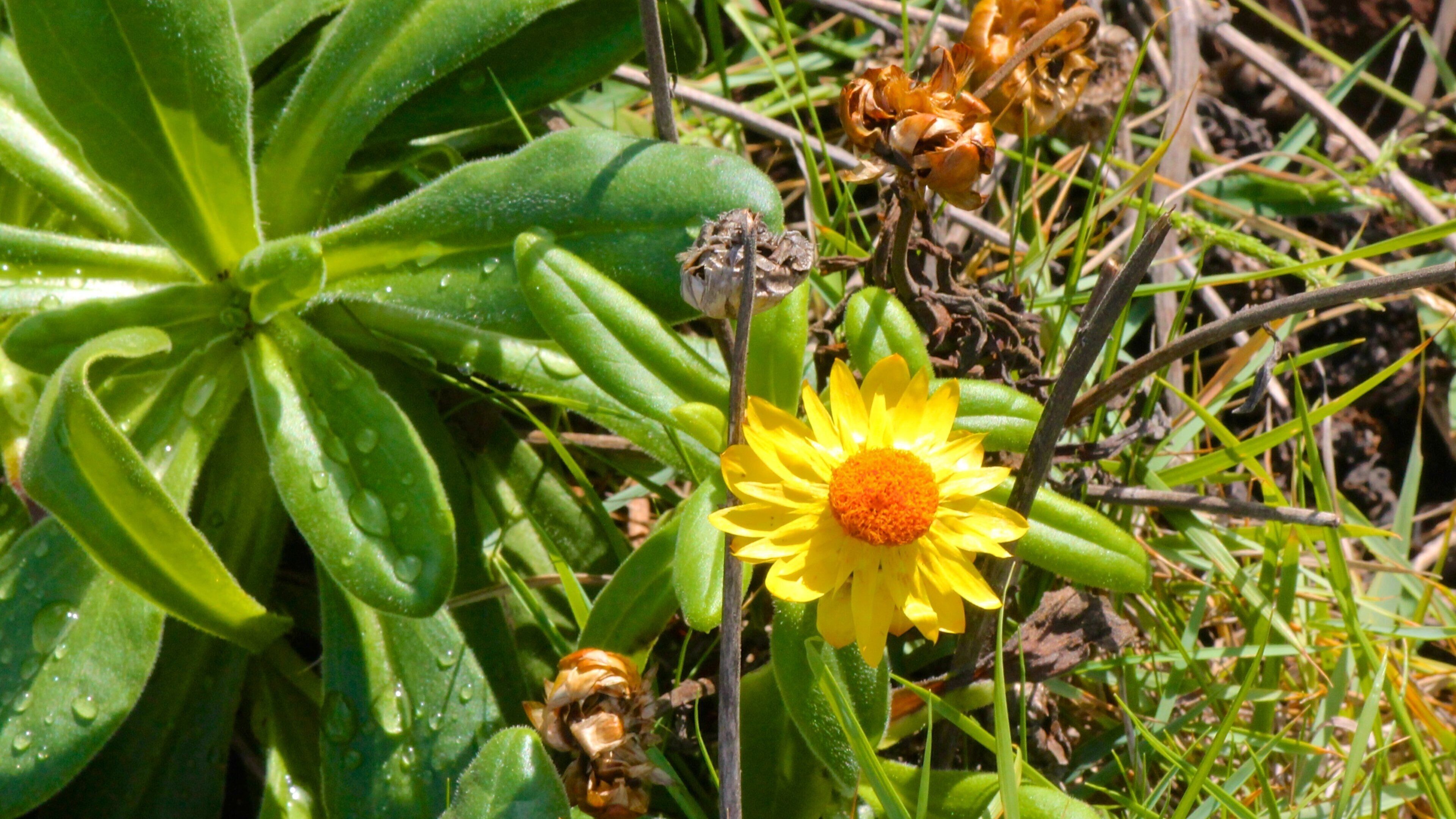 Fingal Head which includes wild flowers
