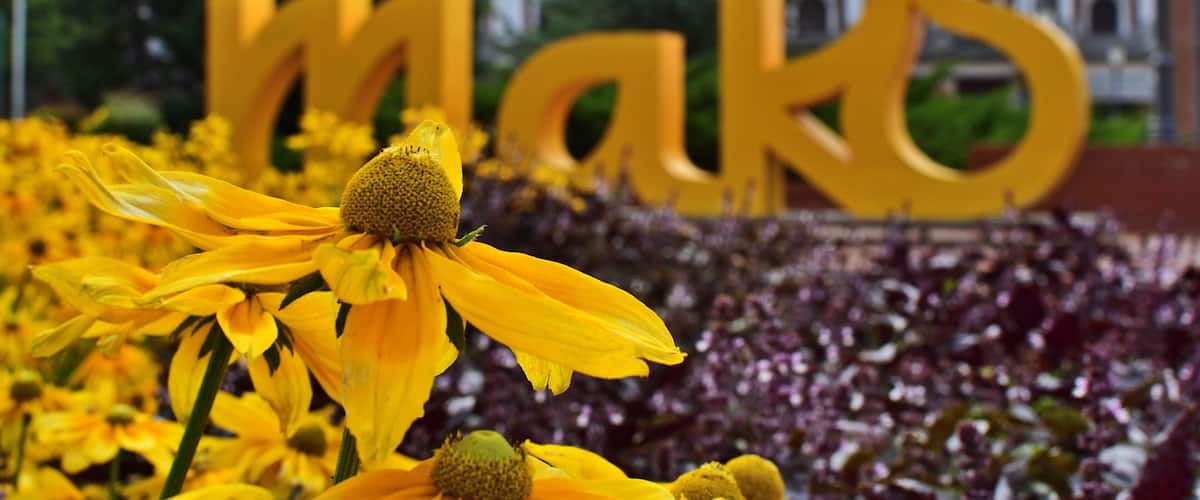 A field of yellow flowers with a large yellow 'makó' sign in the background.