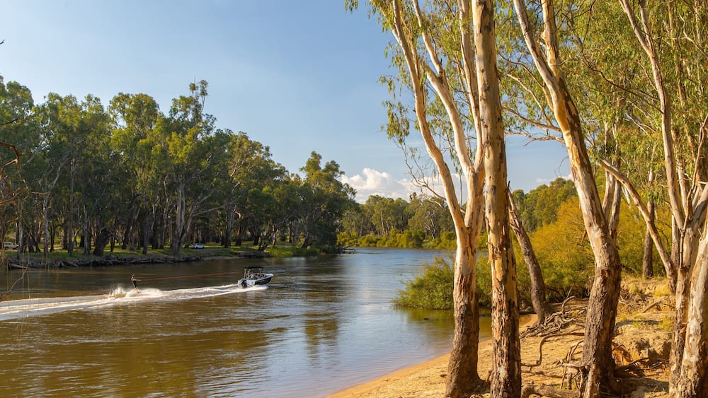 A river with a boat, surrounded by eucalyptus trees and a sandy bank.