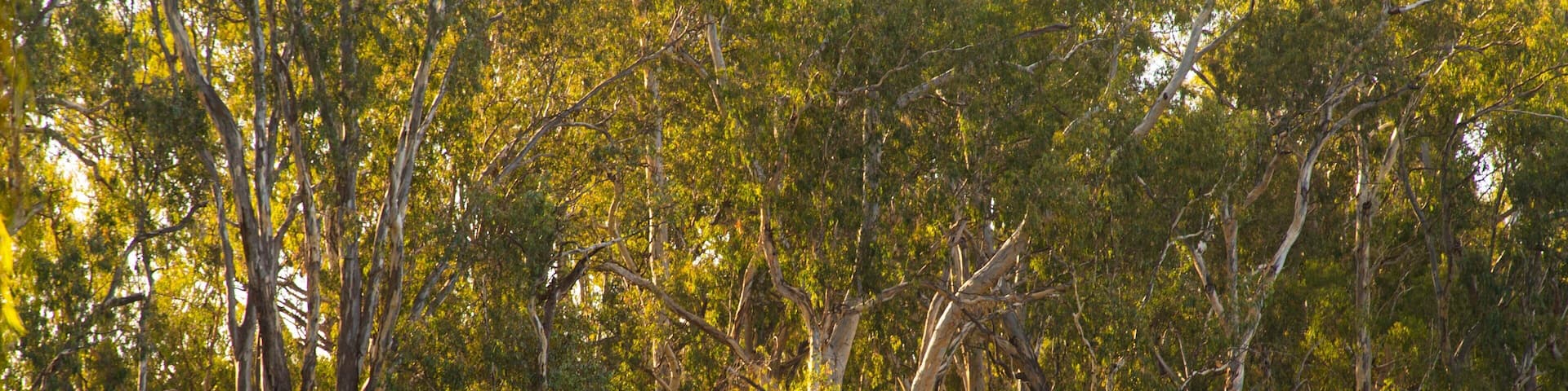 Wahgunyah which includes a lake or waterhole and a park