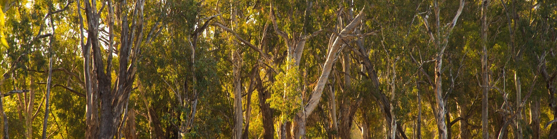 Wahgunyah which includes a lake or waterhole and a park